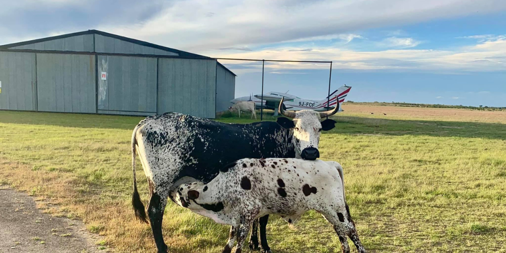 Cows at Grahamstown Airfield